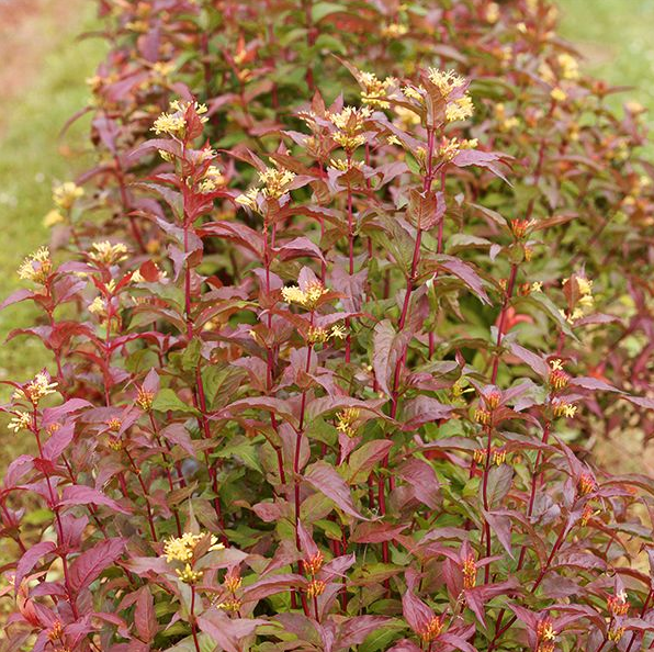 Diervilla â€˜Kodiakâ€ shrub with reddish green leaves